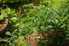 Jasminum laurifolium f. nitidum